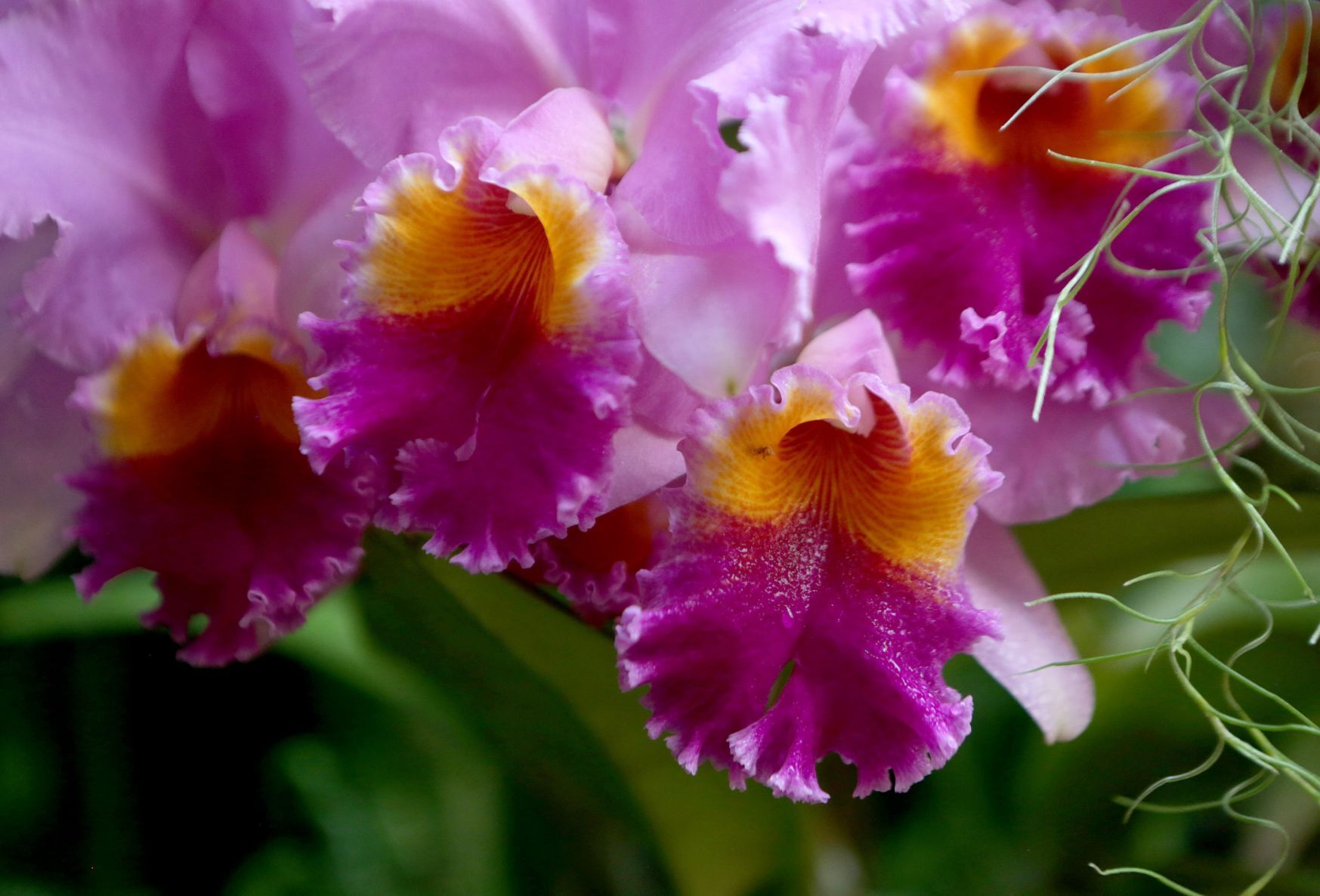 Orchid Show opens at Missouri Botanical Garden